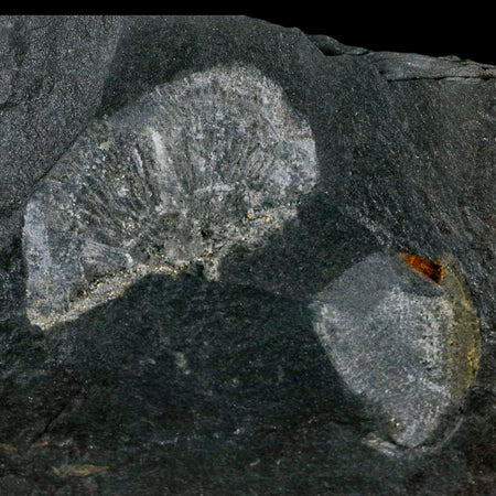 2.6" Fossil Paralenorthis Sp Brachiopod In Matrix Valongo Formation Arouca Portugal