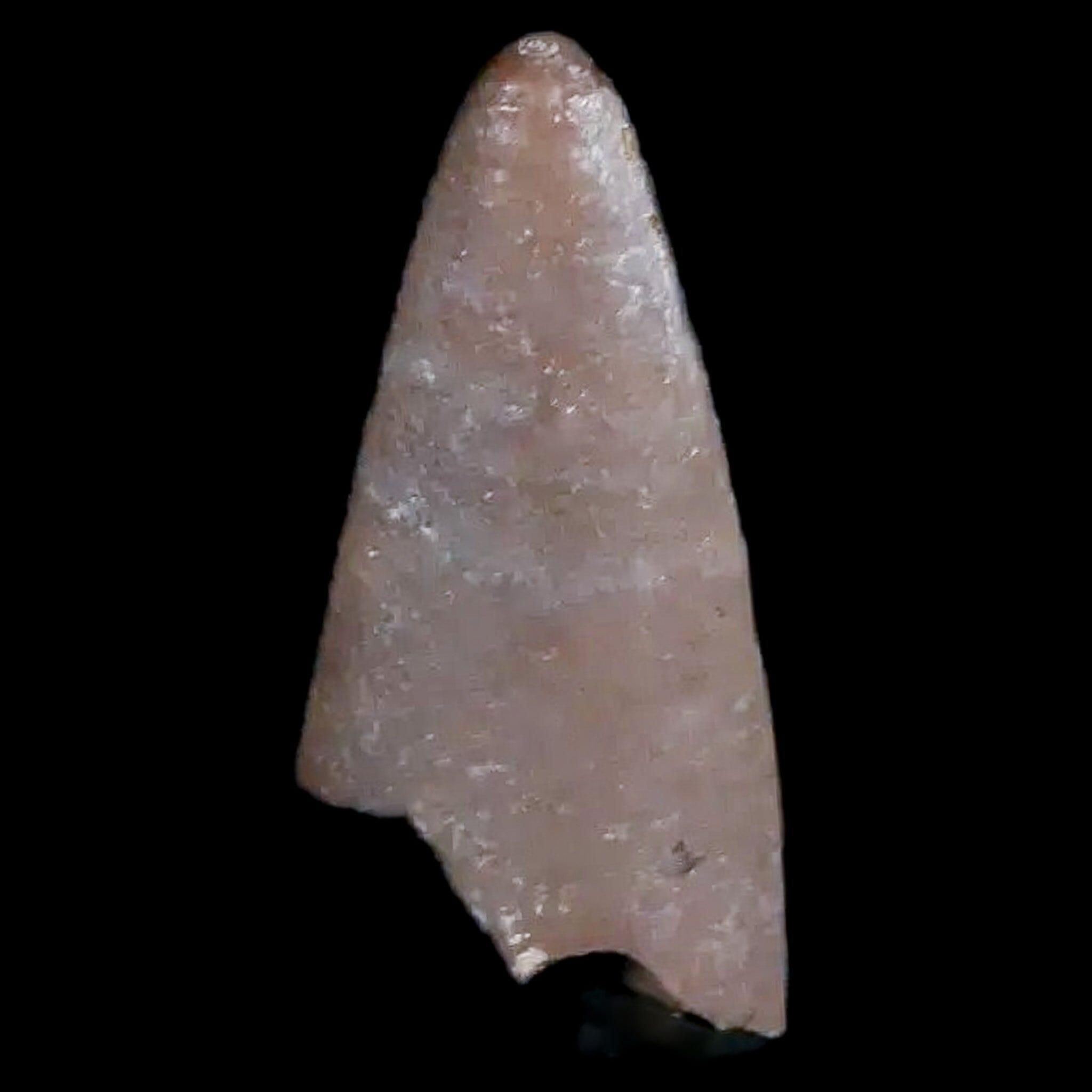 0.6" Postosuchus Rauisuchid Archosaur Fossil Tooth Chinle Formation AZ COA Display - Fossil Age Minerals