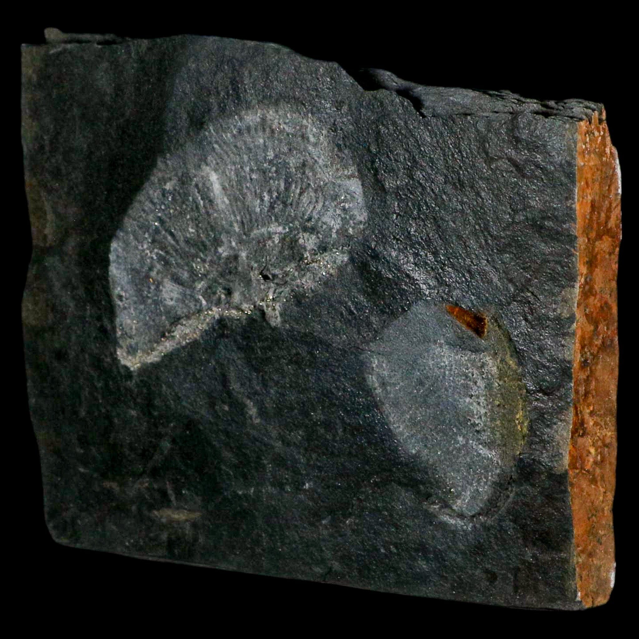 2.6" Fossil Paralenorthis Sp Brachiopod In Matrix Valongo Formation Arouca Portugal - Fossil Age Minerals