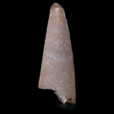 0.6" Postosuchus Rauisuchid Archosaur Fossil Tooth Chinle Formation AZ COA Display - Fossil Age Minerals