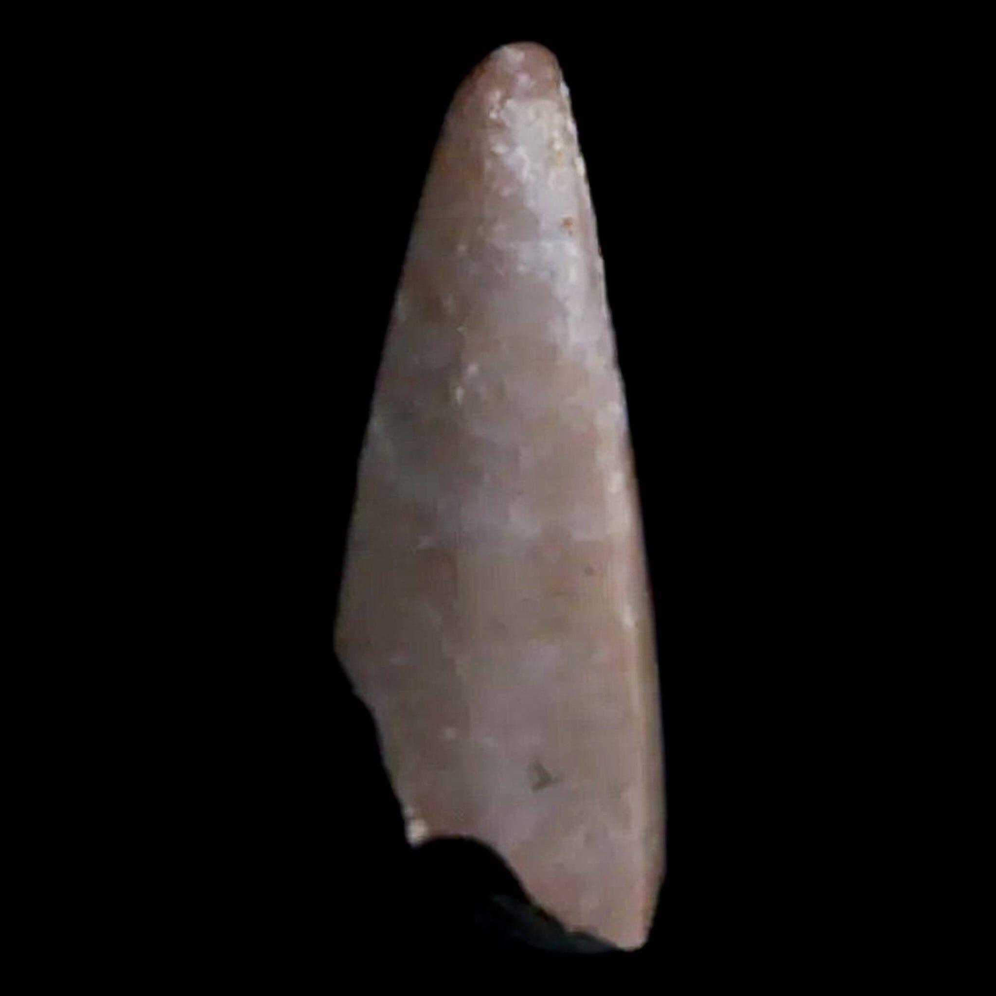 0.6" Postosuchus Rauisuchid Archosaur Fossil Tooth Chinle Formation AZ COA Display - Fossil Age Minerals