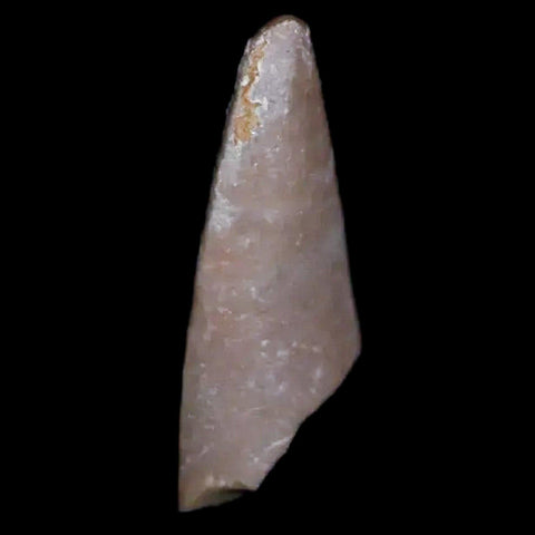 0.6" Postosuchus Rauisuchid Archosaur Fossil Tooth Chinle Formation AZ COA Display - Fossil Age Minerals