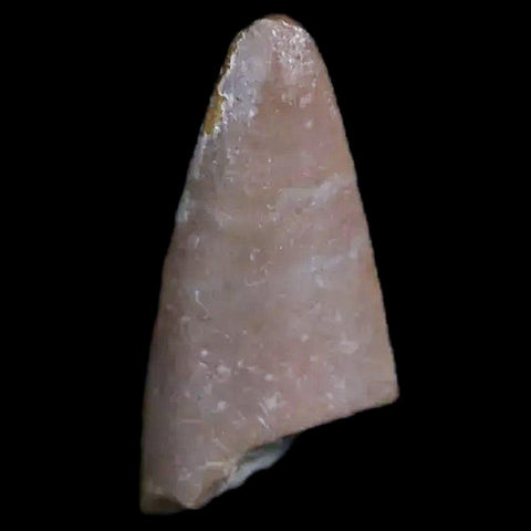 0.6" Postosuchus Rauisuchid Archosaur Fossil Tooth Chinle Formation AZ COA Display - Fossil Age Minerals