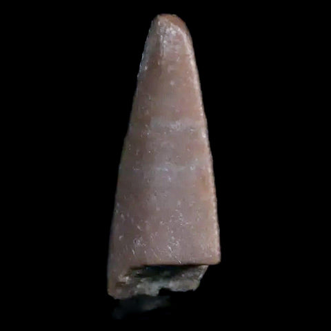 0.6" Postosuchus Rauisuchid Archosaur Fossil Tooth Chinle Formation AZ COA Display - Fossil Age Minerals