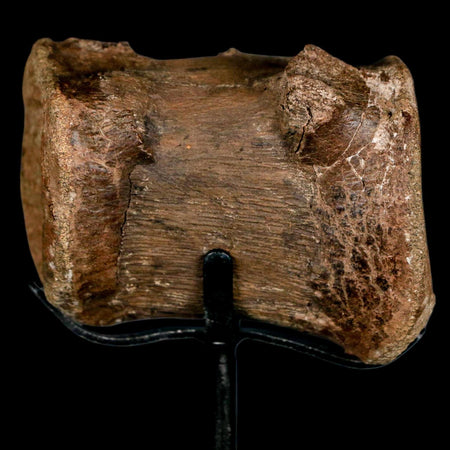 2.8" Dromaeosaurid Raptor Dinosaur Fossil Caudal Vertebrae Hell Creek MT COA Stand