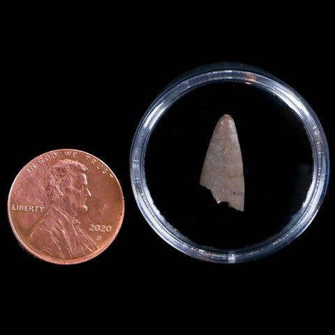 0.6" Postosuchus Rauisuchid Archosaur Fossil Tooth Chinle Formation AZ COA Display - Fossil Age Minerals