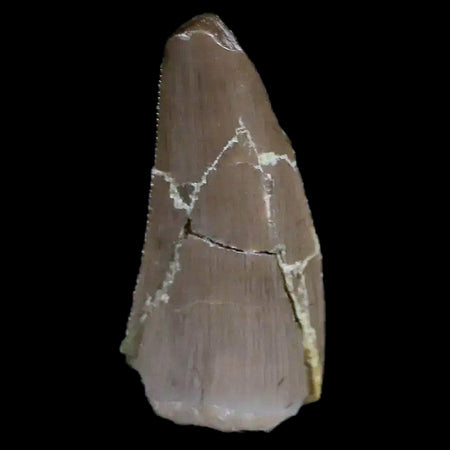 0.6" Postosuchus Rauisuchid Archosaur Fossil Tooth Chinle Formation AZ COA Display