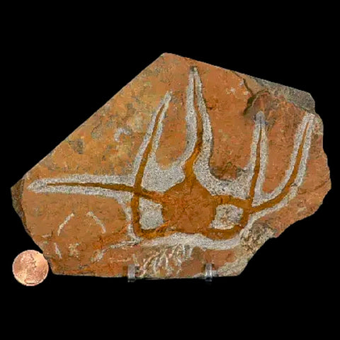 4.6" Brittle Star Ophiura Sp Starfish Fossil Ordovician Age Morocco COA & Stand - Fossil Age Minerals