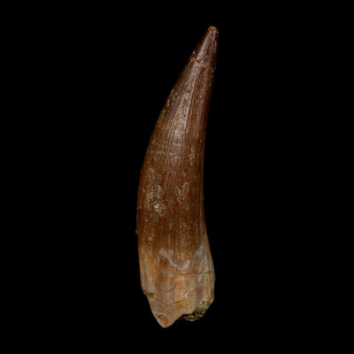 XXL 2.5" Plesiosaur Zarafasaura Tooth Fossil Cretaceous Dinosaur Era COA, Stand