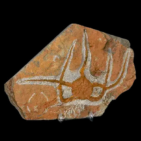 4.6" Brittle Star Ophiura Sp Starfish Fossil Ordovician Age Morocco COA & Stand - Fossil Age Minerals