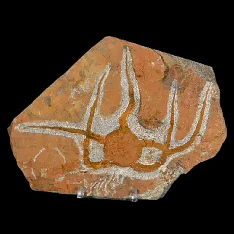 4.6" Brittle Star Ophiura Sp Starfish Fossil Ordovician Age Morocco COA & Stand - Fossil Age Minerals
