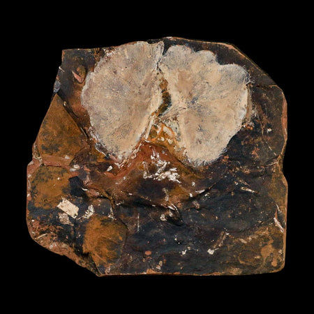 2.5" Detailed Ginkgo Cranei Fossil Plant Leaf Morton County, ND Paleocene Age COA