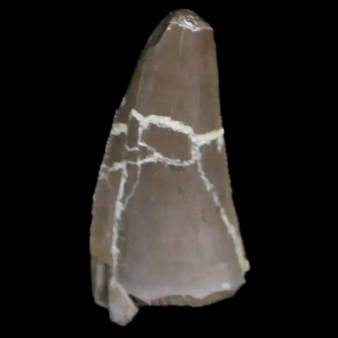 0.6" Postosuchus Rauisuchid Archosaur Fossil Tooth Chinle Formation AZ COA Display - Fossil Age Minerals