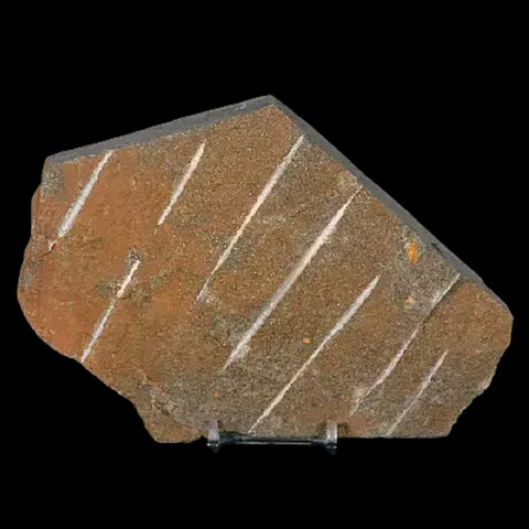 4.6" Brittle Star Ophiura Sp Starfish Fossil Ordovician Age Morocco COA & Stand - Fossil Age Minerals