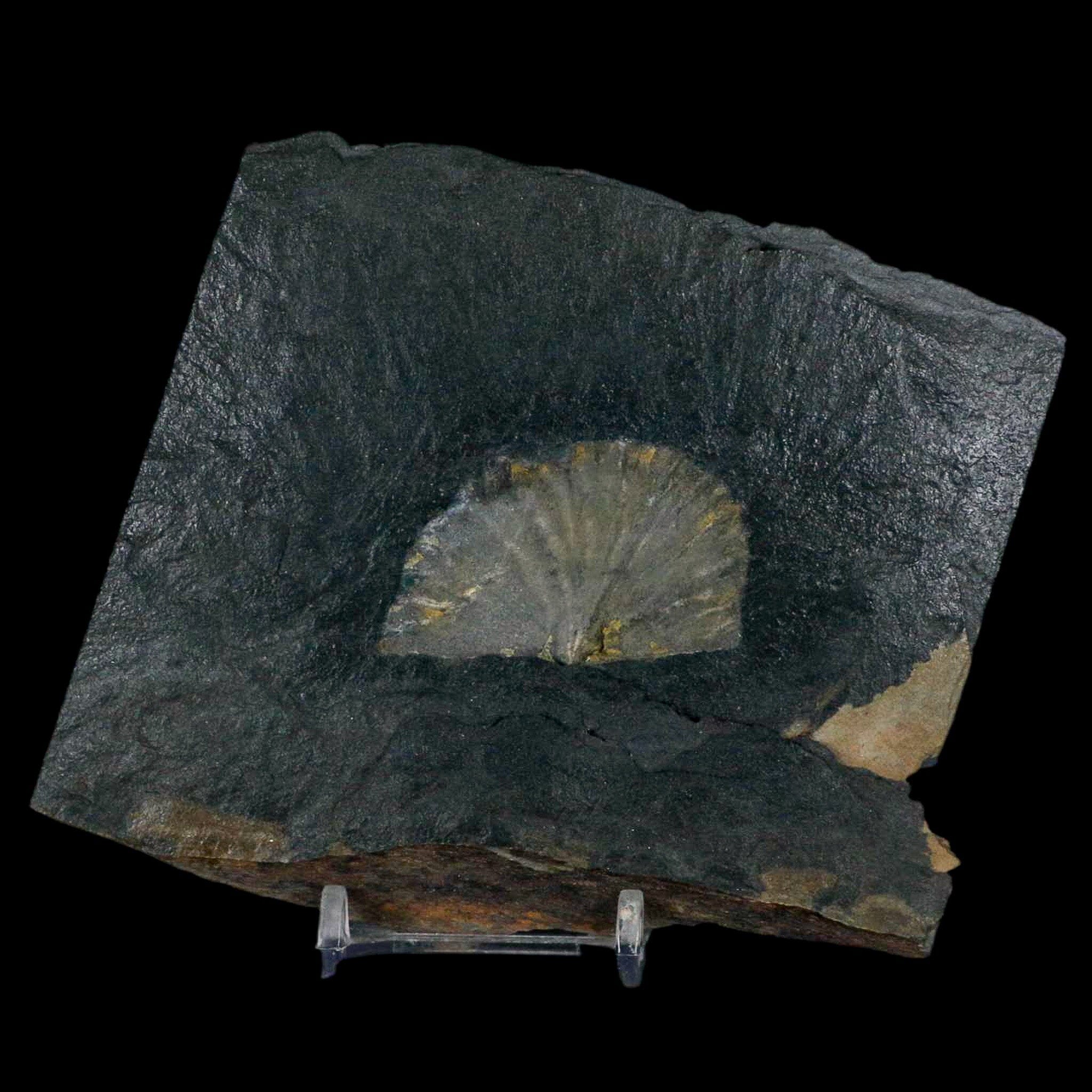 1.9" Fossil Paralenorthis Sp Brachiopod In Matrix Valongo Formation Arouca Portugal - Fossil Age Minerals