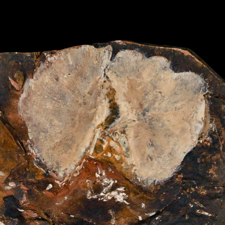 2.5" Detailed Ginkgo Cranei Fossil Plant Leaf Morton County, ND Paleocene Age COA