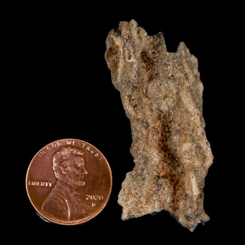 1.8" Fulgurite Petrified Lightning Strike Glass Sahara Desert Algeria - Fossil Age Minerals