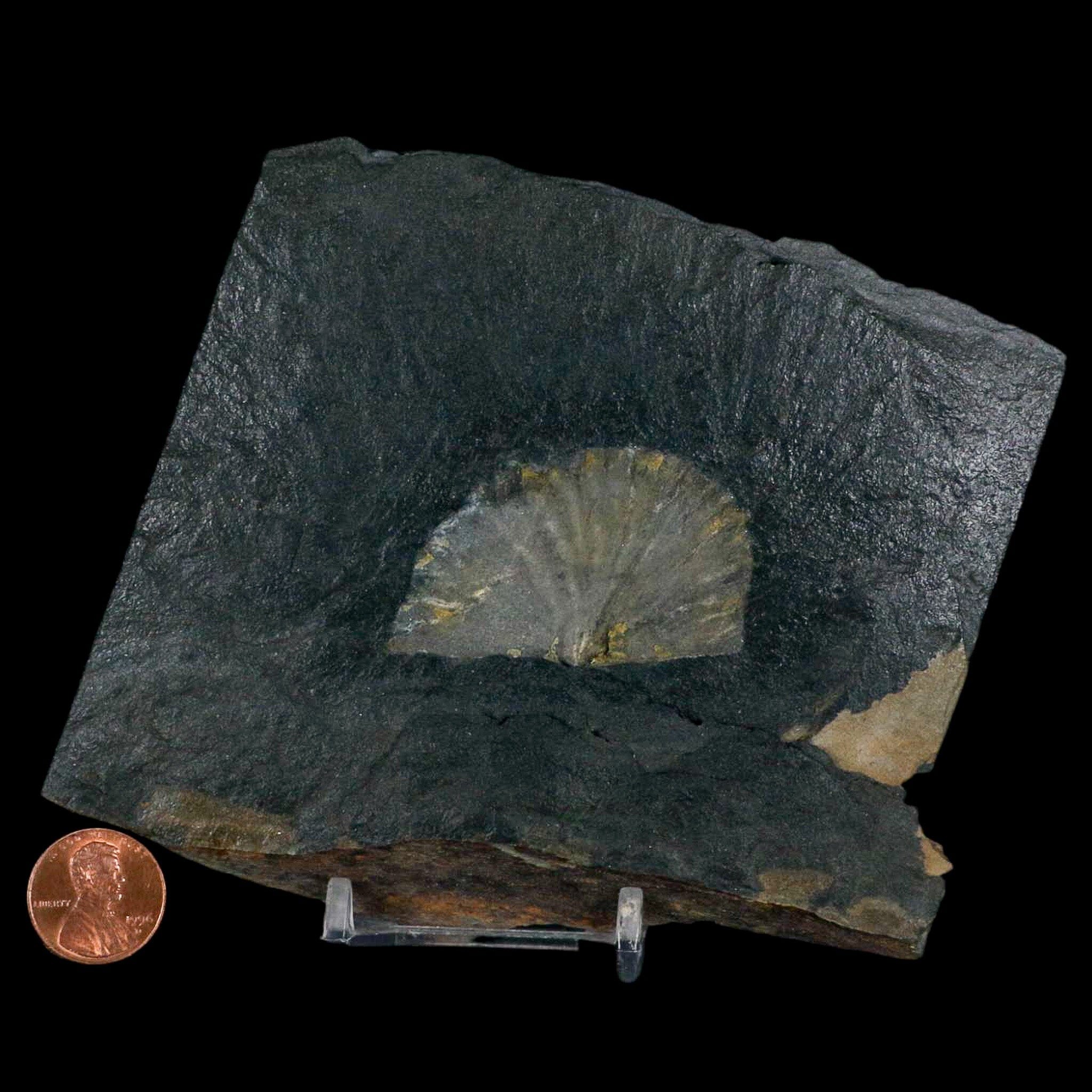 1.9" Fossil Paralenorthis Sp Brachiopod In Matrix Valongo Formation Arouca Portugal - Fossil Age Minerals