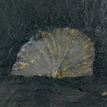 1.9" Fossil Paralenorthis Sp Brachiopod In Matrix Valongo Formation Arouca Portugal