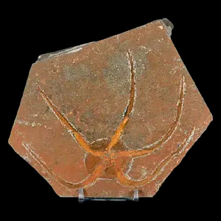 4.9" Brittle Star Ophiura Sp Starfish Fossil Ordovician Age Morocco COA & Stand