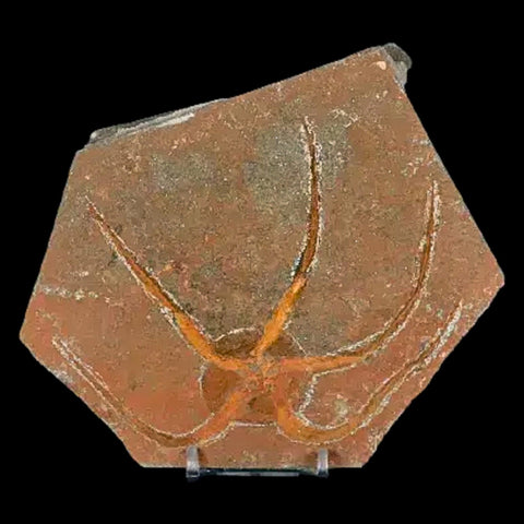 4.9" Brittle Star Ophiura Sp Starfish Fossil Ordovician Age Morocco COA & Stand - Fossil Age Minerals