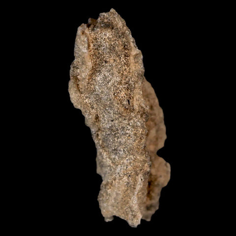 1.8" Fulgurite Petrified Lightning Strike Glass Sahara Desert Algeria - Fossil Age Minerals