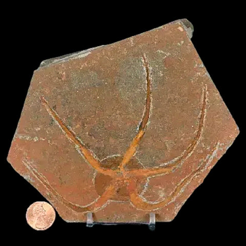4.9" Brittle Star Ophiura Sp Starfish Fossil Ordovician Age Morocco COA & Stand - Fossil Age Minerals
