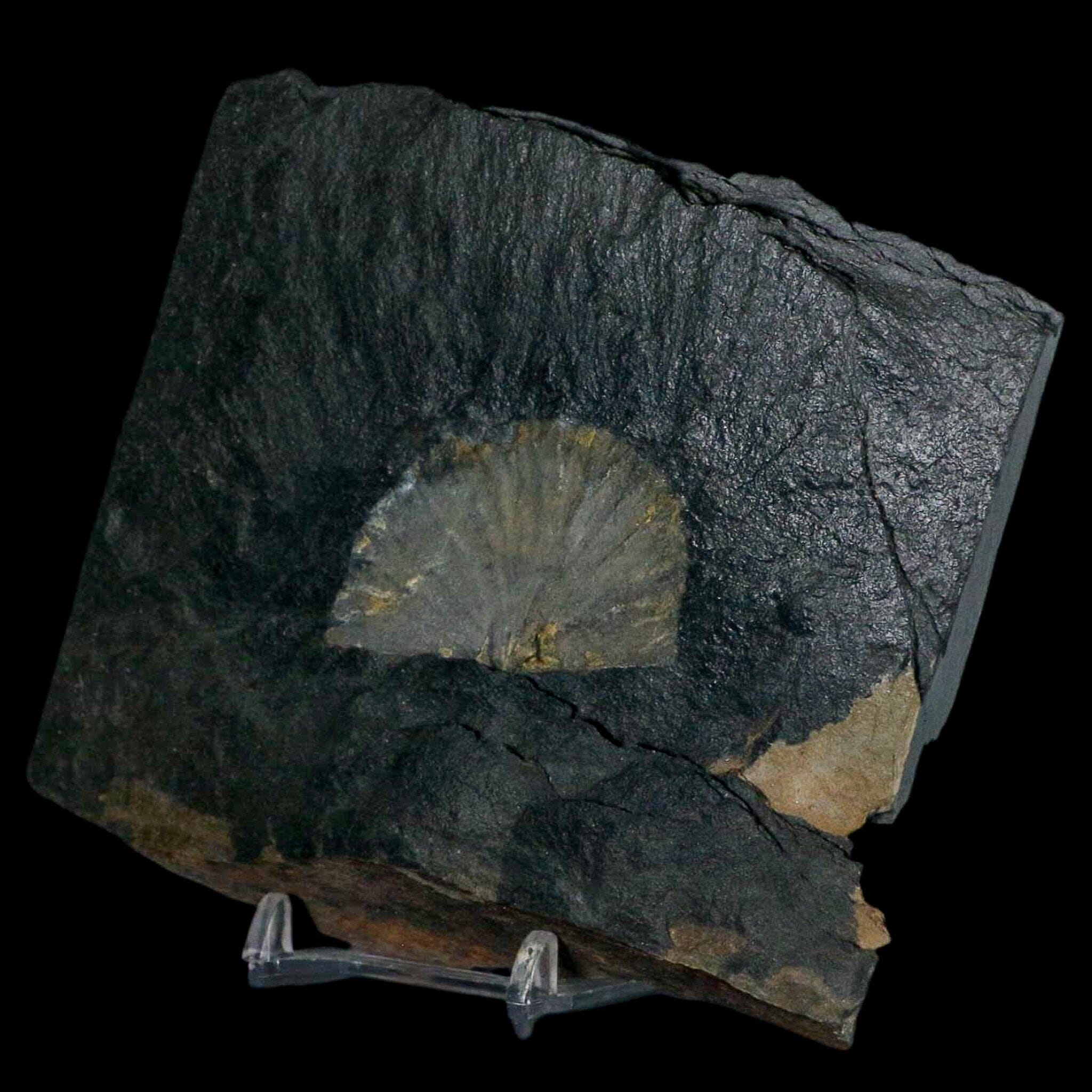 1.9" Fossil Paralenorthis Sp Brachiopod In Matrix Valongo Formation Arouca Portugal - Fossil Age Minerals