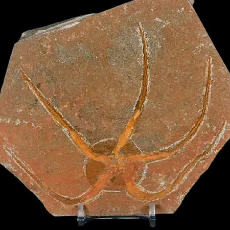 4.9" Brittle Star Ophiura Sp Starfish Fossil Ordovician Age Morocco COA & Stand