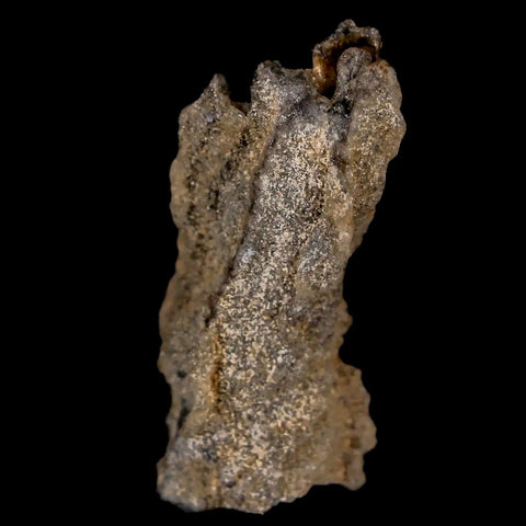 1.8" Fulgurite Petrified Lightning Strike Glass Sahara Desert Algeria - Fossil Age Minerals