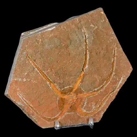 4.9" Brittle Star Ophiura Sp Starfish Fossil Ordovician Age Morocco COA & Stand - Fossil Age Minerals