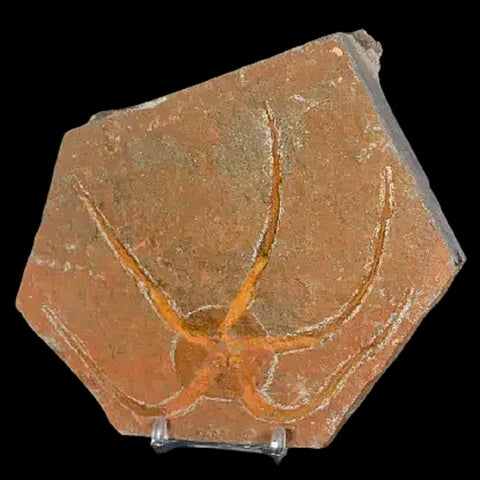 4.9" Brittle Star Ophiura Sp Starfish Fossil Ordovician Age Morocco COA & Stand - Fossil Age Minerals