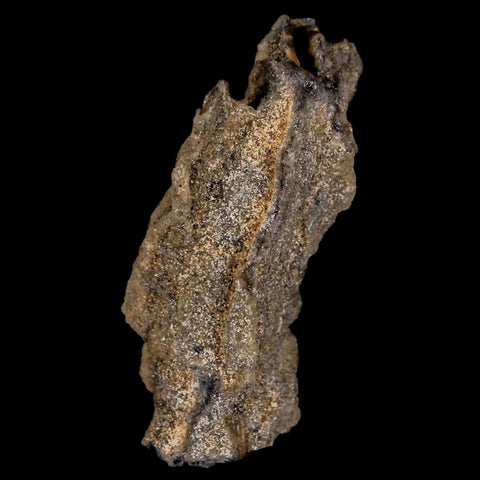 1.8" Fulgurite Petrified Lightning Strike Glass Sahara Desert Algeria - Fossil Age Minerals