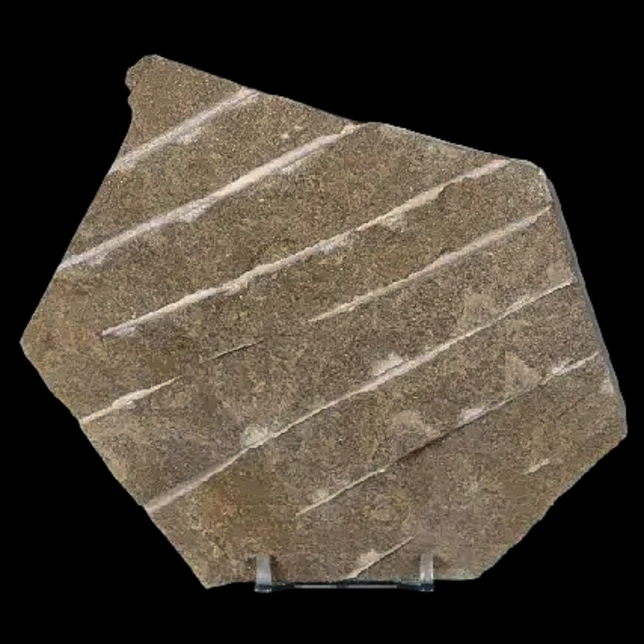 4.9" Brittle Star Ophiura Sp Starfish Fossil Ordovician Age Morocco COA & Stand - Fossil Age Minerals