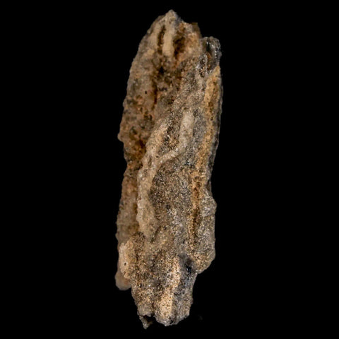 1.8" Fulgurite Petrified Lightning Strike Glass Sahara Desert Algeria - Fossil Age Minerals