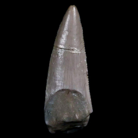 0.6" Postosuchus Rauisuchid Archosaur Fossil Tooth Chinle Formation AZ COA Display