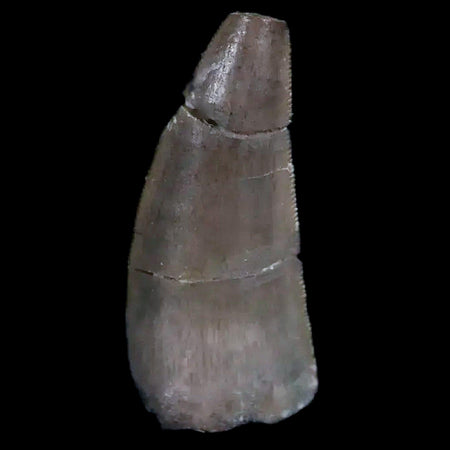 0.5" Postosuchus Rauisuchid Archosaur Fossil Tooth Chinle Formation AZ COA Display