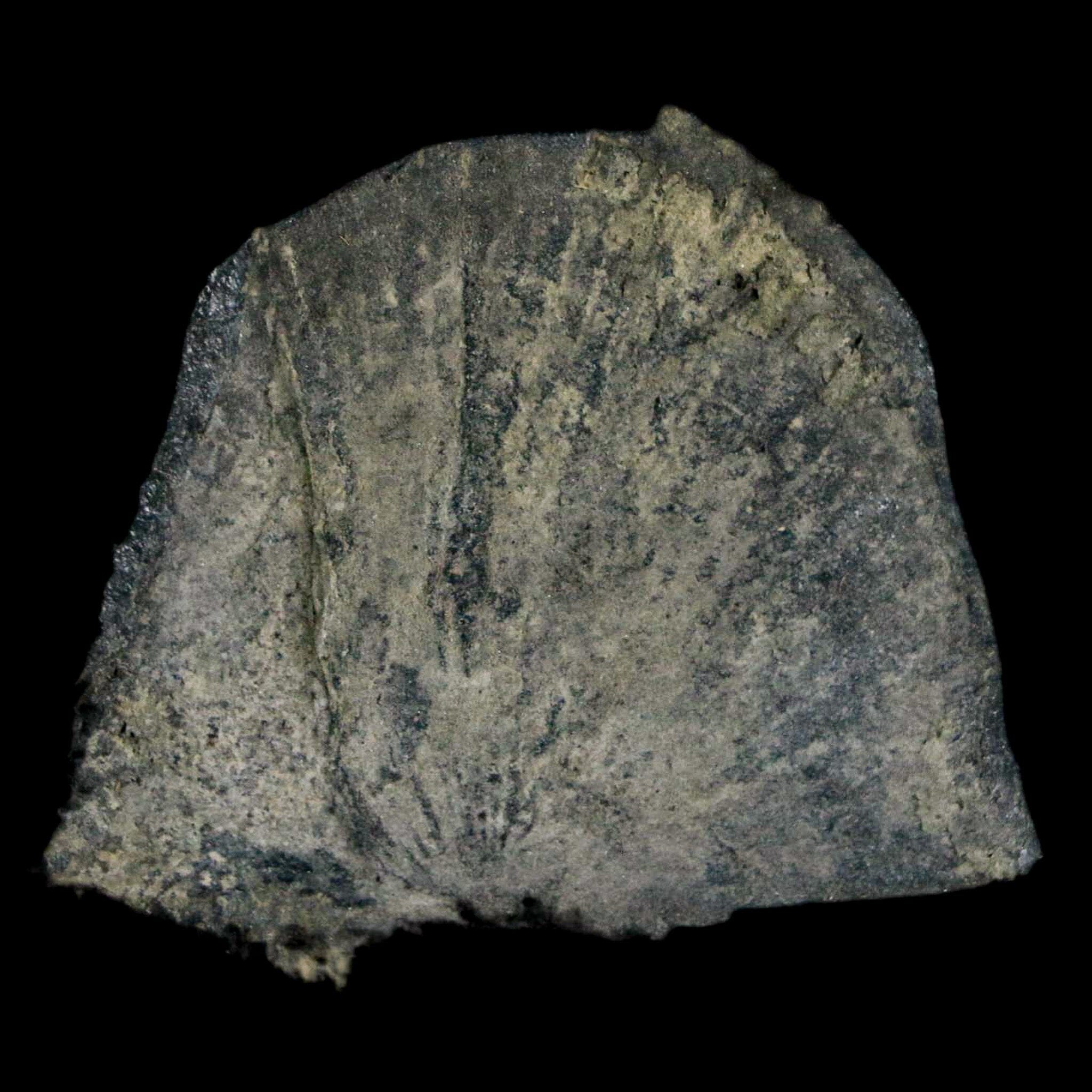 1.7" Fossil Paralenorthis Sp Brachiopod In Matrix Valongo Formation Arouca Portugal - Fossil Age Minerals