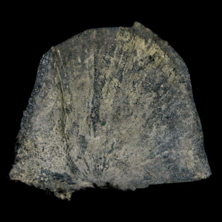 1.7" Fossil Paralenorthis Sp Brachiopod In Matrix Valongo Formation Arouca Portugal