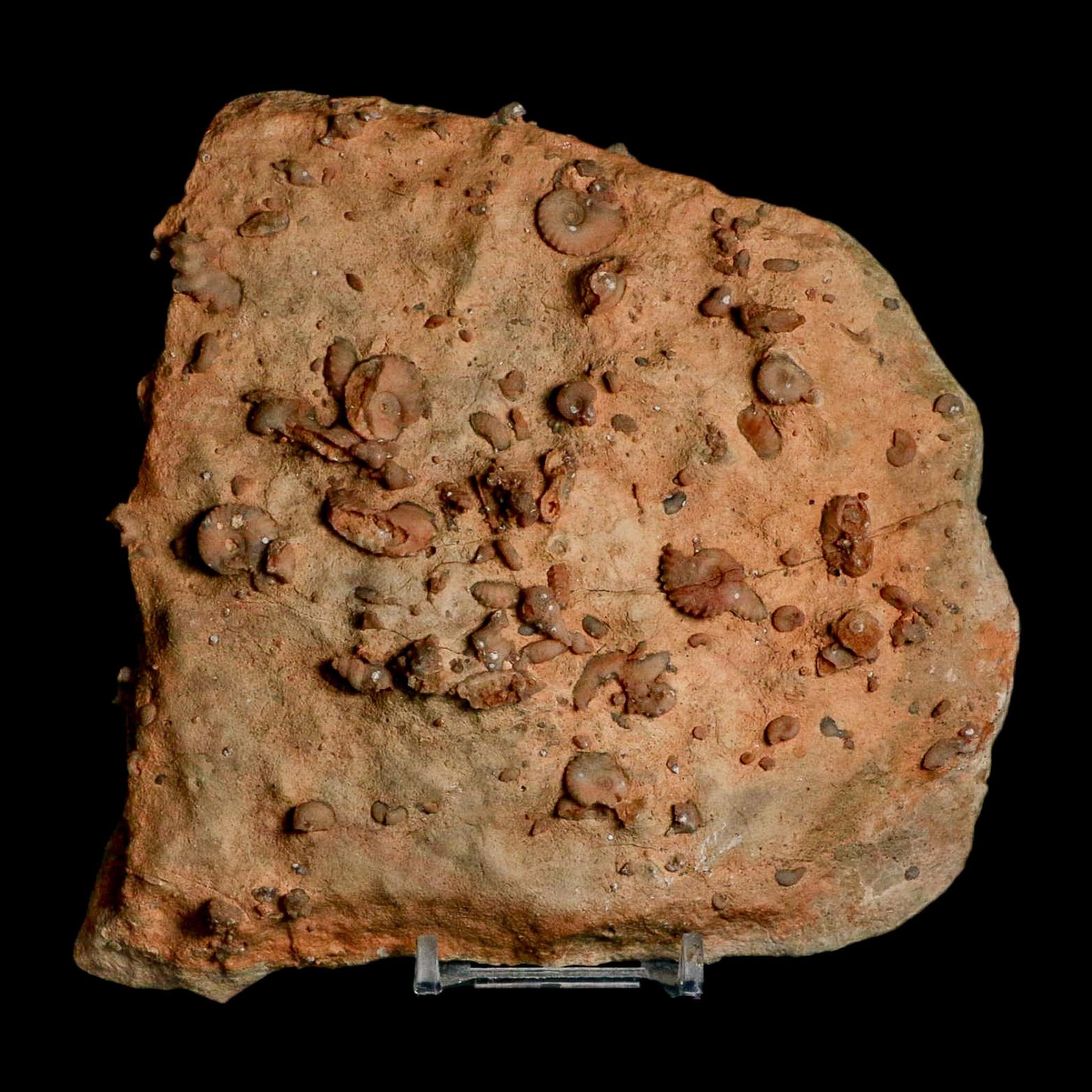 5.6" Ammonite Fossil Mortality Plate Morocco 360 Million Year Old COA Stand - Fossil Age Minerals