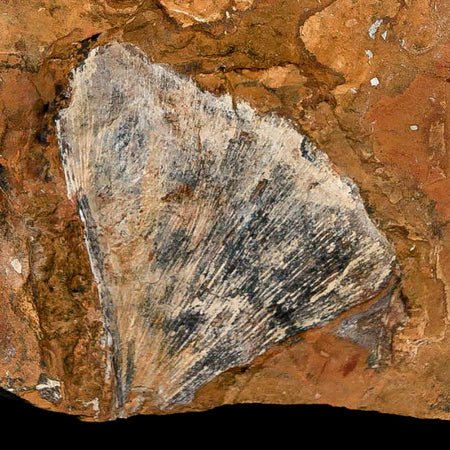 2.2" Detailed Ginkgo Cranei Fossil Plant Leaf Morton County, ND Paleocene Age COA