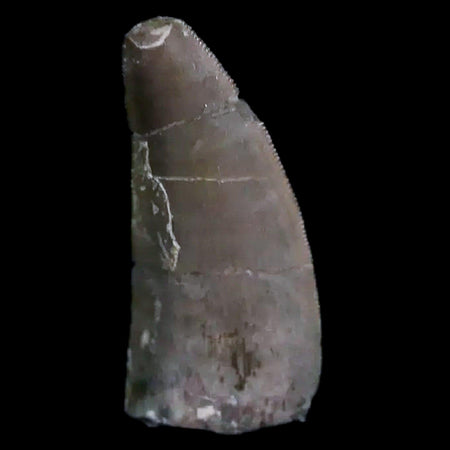 0.5" Postosuchus Rauisuchid Archosaur Fossil Tooth Chinle Formation AZ COA Display