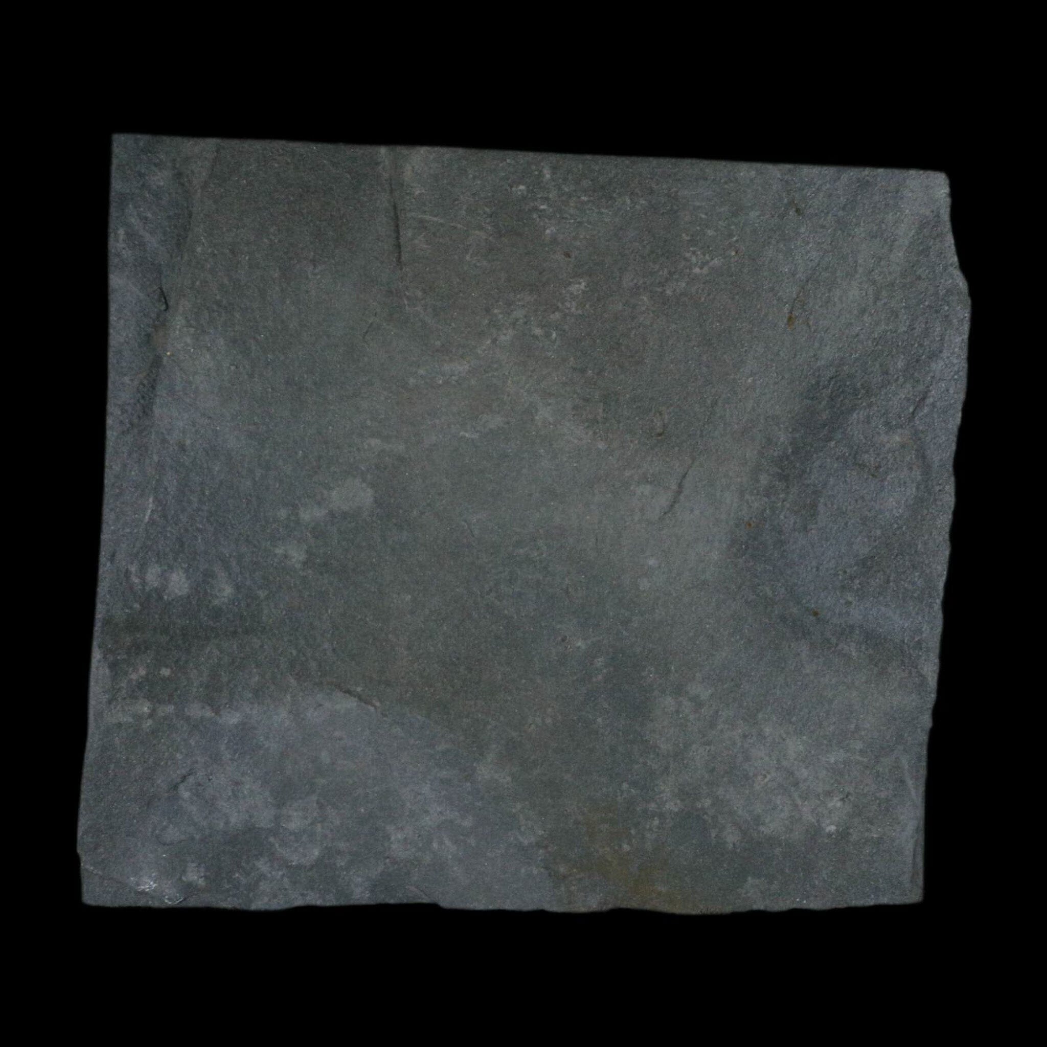 1.7" Fossil Paralenorthis Sp Brachiopod In Matrix Valongo Formation Arouca Portugal - Fossil Age Minerals