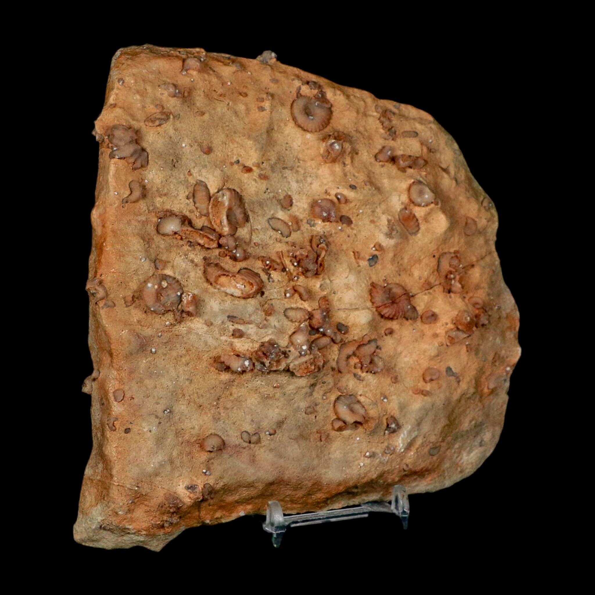 5.6" Ammonite Fossil Mortality Plate Morocco 360 Million Year Old COA Stand - Fossil Age Minerals