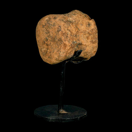 1.9" Ankylosaurus Fossil Vertebrae Hell Creek FM Cretaceous Dinosaur MT COA Stand