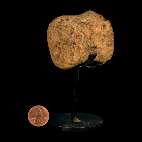 1.9" Ankylosaurus Fossil Vertebrae Hell Creek FM Cretaceous Dinosaur MT COA Stand - Fossil Age Minerals