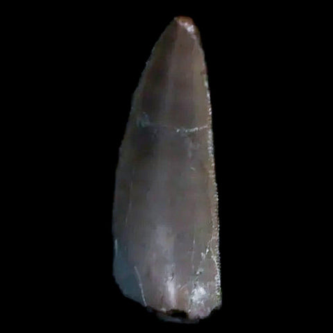 0.5" Postosuchus Rauisuchid Archosaur Fossil Tooth Chinle Formation AZ COA Display - Fossil Age Minerals