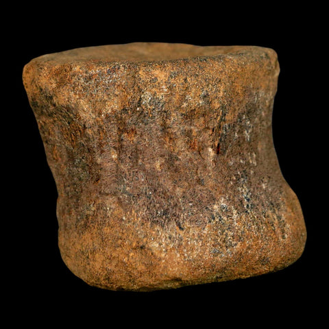 1.9" Ankylosaurus Fossil Vertebrae Hell Creek FM Cretaceous Dinosaur MT COA Stand - Fossil Age Minerals