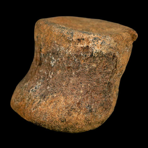 1.9" Ankylosaurus Fossil Vertebrae Hell Creek FM Cretaceous Dinosaur MT COA Stand - Fossil Age Minerals