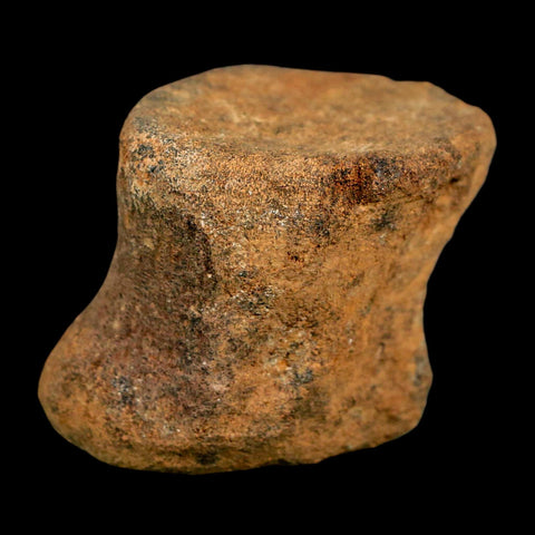 1.9" Ankylosaurus Fossil Vertebrae Hell Creek FM Cretaceous Dinosaur MT COA Stand - Fossil Age Minerals